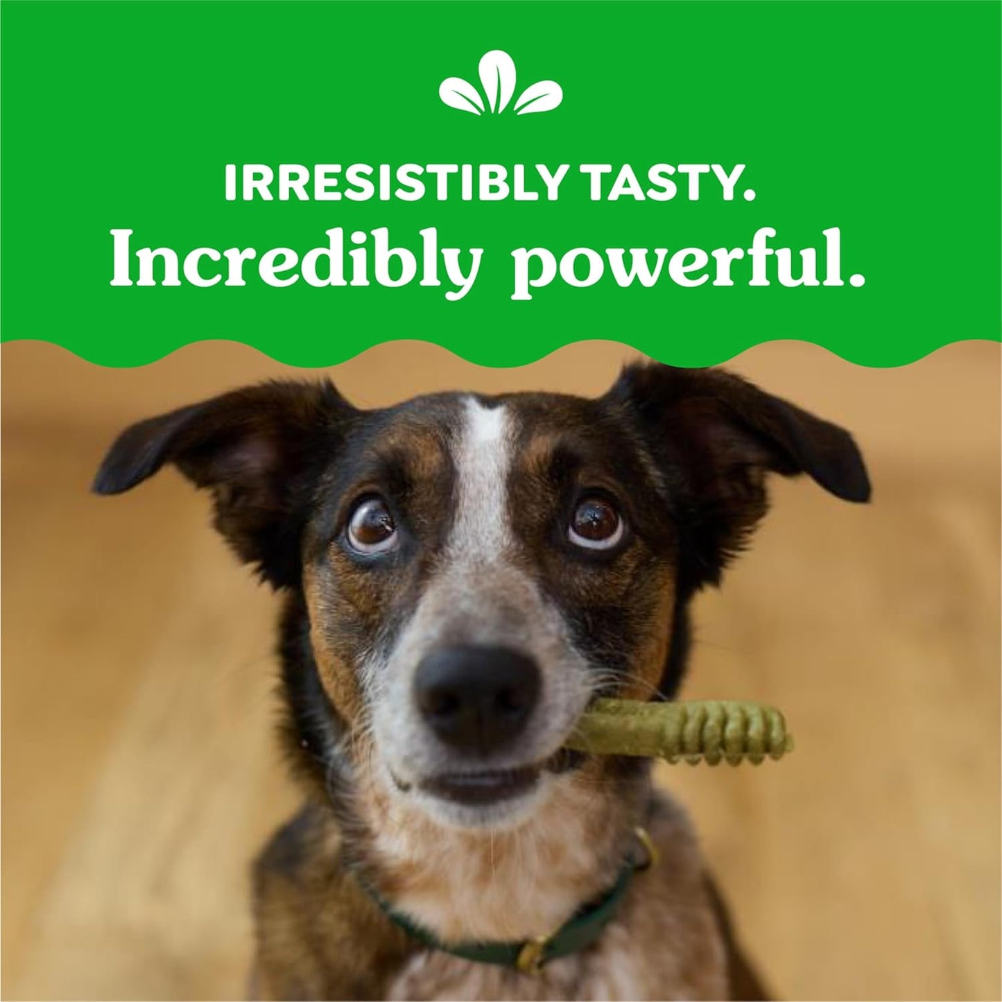 Greenies Original Regular Dental Dog Treats, 36 oz. Pack (36 Treats)